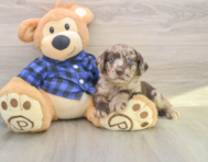 6 week old Mini Labradoodle Puppy For Sale - Windy City Pups