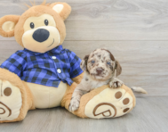9 week old Mini Labradoodle Puppy For Sale - Windy City Pups