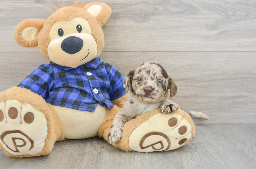 7 week old Mini Labradoodle Puppy For Sale - Windy City Pups