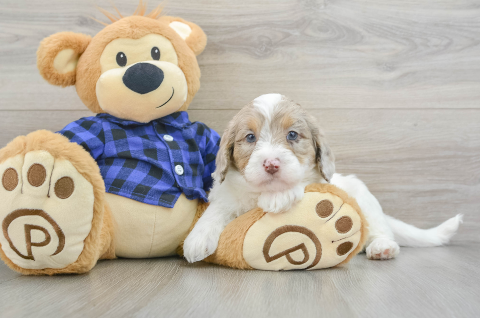 7 week old Mini Labradoodle Puppy For Sale - Windy City Pups