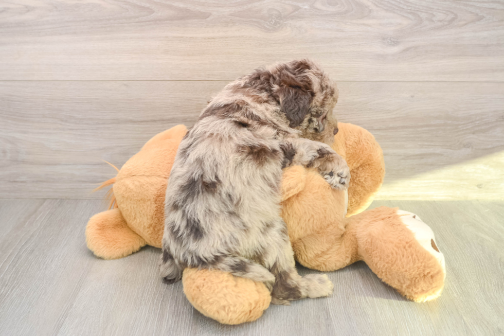 Best Mini Labradoodle Baby