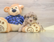 6 week old Mini Labradoodle Puppy For Sale - Windy City Pups