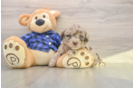 Mini Labradoodle Puppy for Adoption