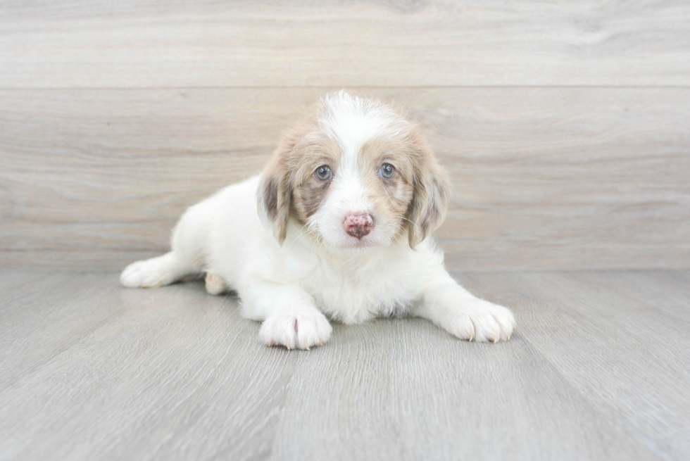 Sweet Mini Labradoodle Baby