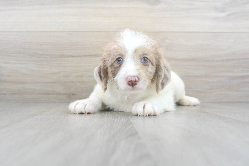 Popular Mini Labradoodle Poodle Mix Pup