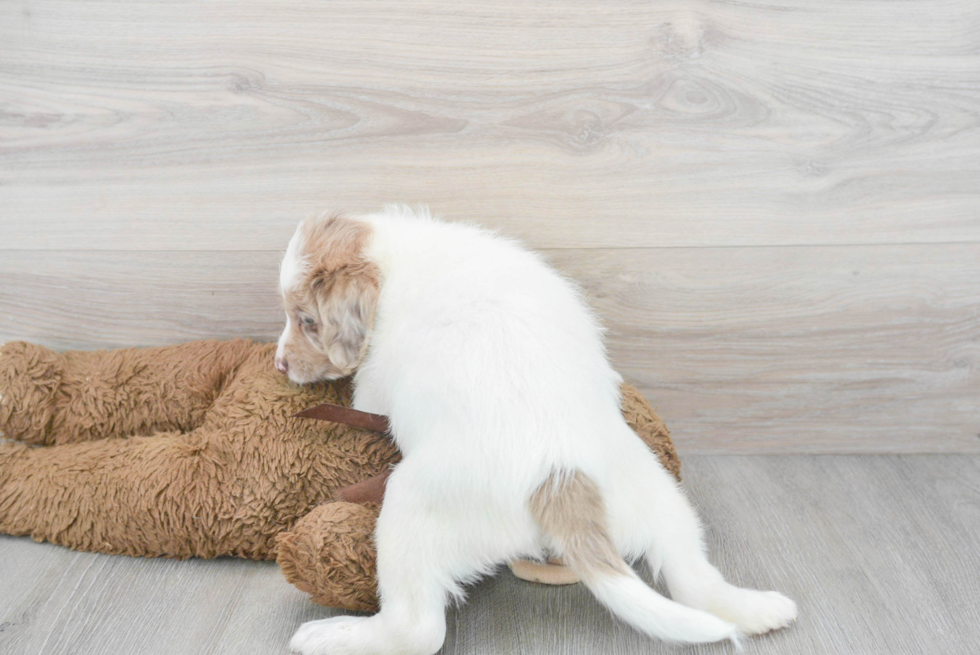 Best Mini Labradoodle Baby