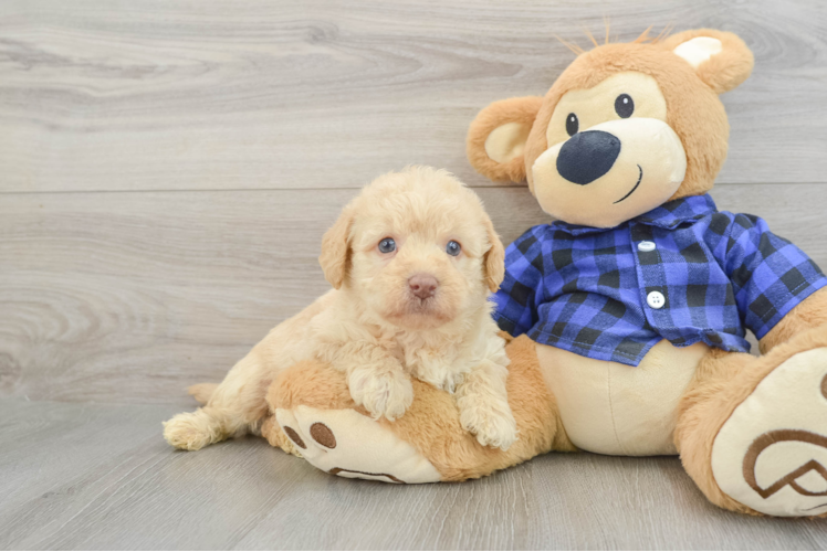 Fluffy Mini Labradoodle Poodle Mix Pup