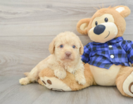 7 week old Mini Labradoodle Puppy For Sale - Windy City Pups