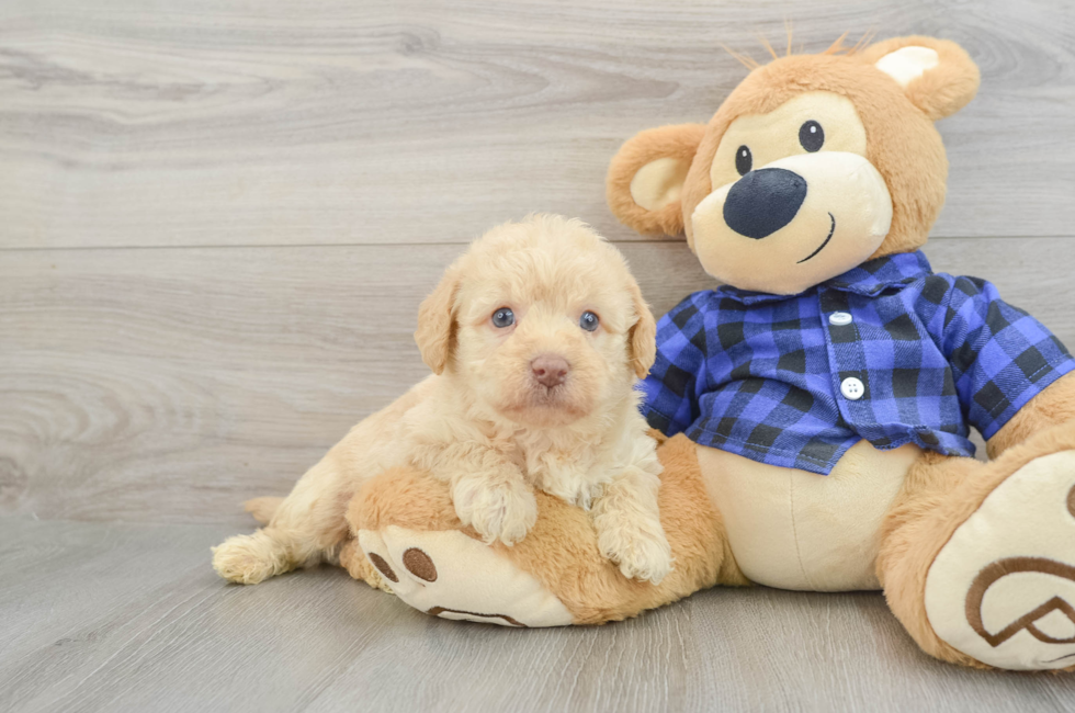 7 week old Mini Labradoodle Puppy For Sale - Windy City Pups