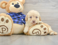 7 week old Mini Labradoodle Puppy For Sale - Windy City Pups
