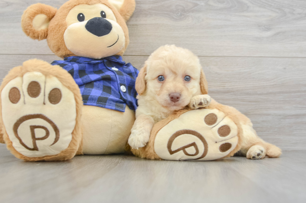 7 week old Mini Labradoodle Puppy For Sale - Windy City Pups