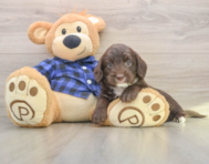 5 week old Mini Labradoodle Puppy For Sale - Windy City Pups
