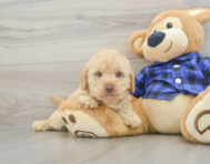 7 week old Mini Labradoodle Puppy For Sale - Windy City Pups