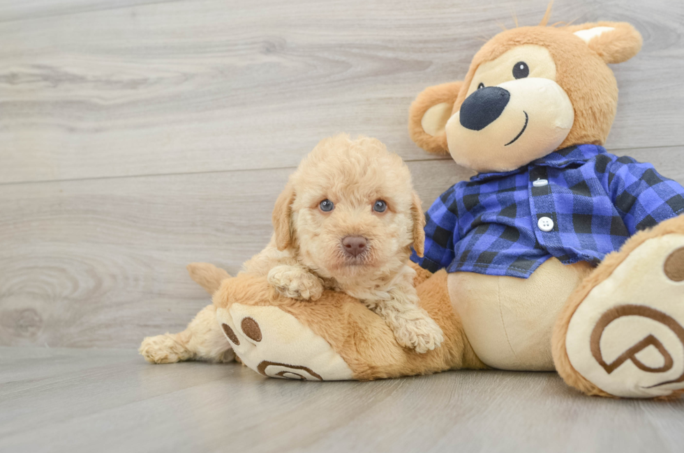 7 week old Mini Labradoodle Puppy For Sale - Windy City Pups