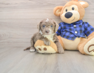 7 week old Mini Labradoodle Puppy For Sale - Windy City Pups