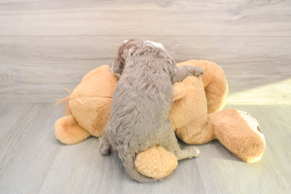 Sweet Mini Labradoodle Baby