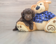 7 week old Mini Labradoodle Puppy For Sale - Windy City Pups