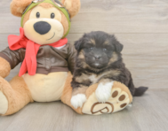5 week old Mini Pomskydoodle Puppy For Sale - Windy City Pups