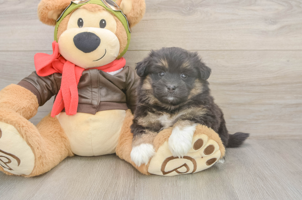 6 week old Mini Pomskydoodle Puppy For Sale - Windy City Pups