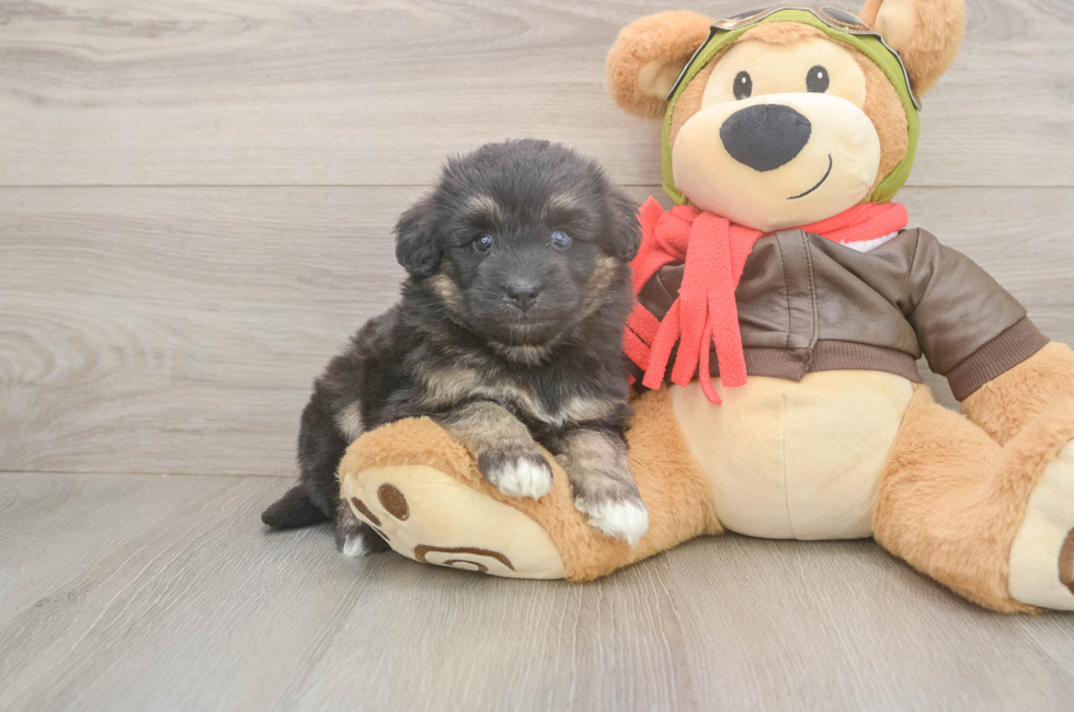 6 week old Mini Pomskydoodle Puppy For Sale - Windy City Pups