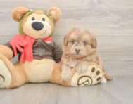 5 week old Mini Pomskydoodle Puppy For Sale - Windy City Pups