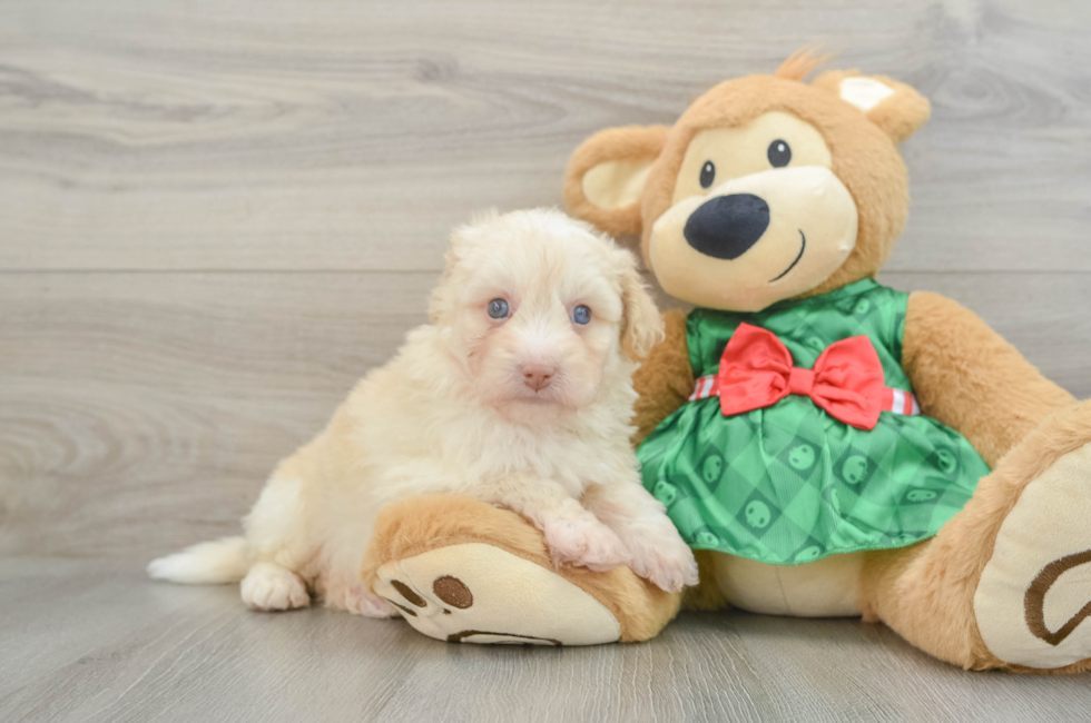 6 week old Mini Pomskydoodle Puppy For Sale - Windy City Pups