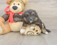 5 week old Mini Pomskydoodle Puppy For Sale - Windy City Pups
