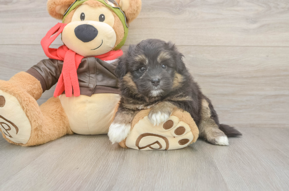 5 week old Mini Pomskydoodle Puppy For Sale - Windy City Pups