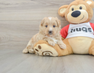 5 week old Mini Pomskydoodle Puppy For Sale - Windy City Pups