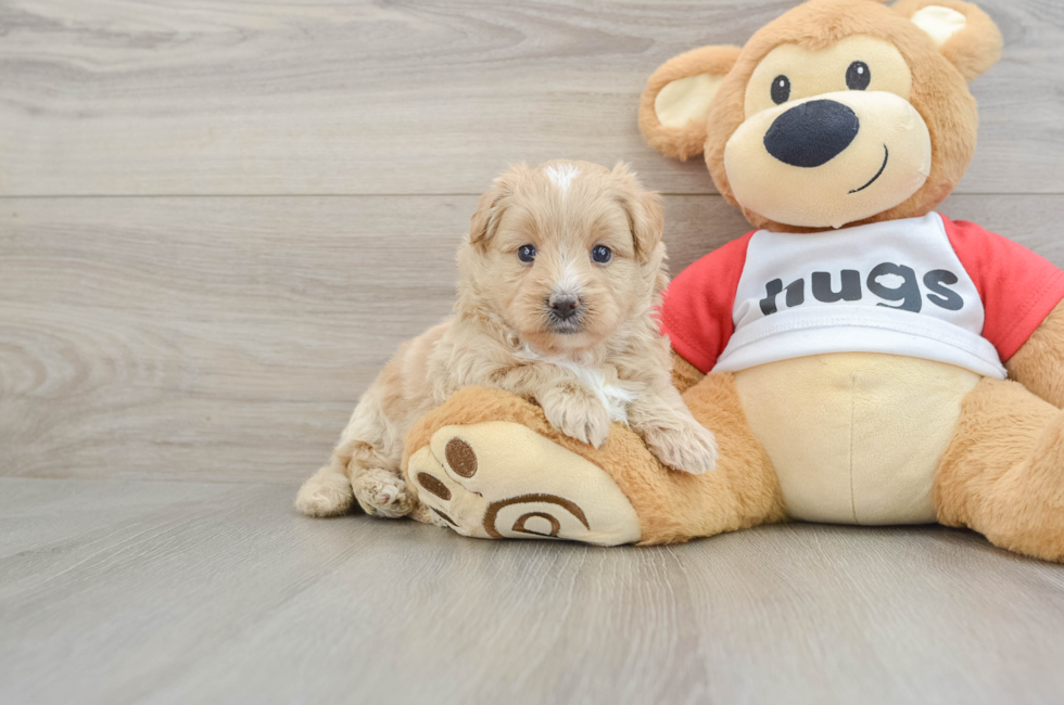 6 week old Mini Pomskydoodle Puppy For Sale - Windy City Pups