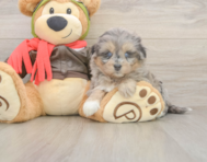 5 week old Mini Pomskydoodle Puppy For Sale - Windy City Pups