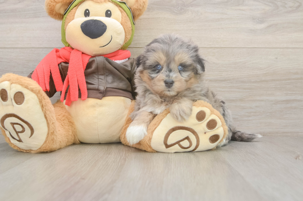 6 week old Mini Pomskydoodle Puppy For Sale - Windy City Pups