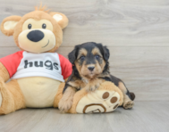 5 week old Mini Pomskydoodle Puppy For Sale - Windy City Pups
