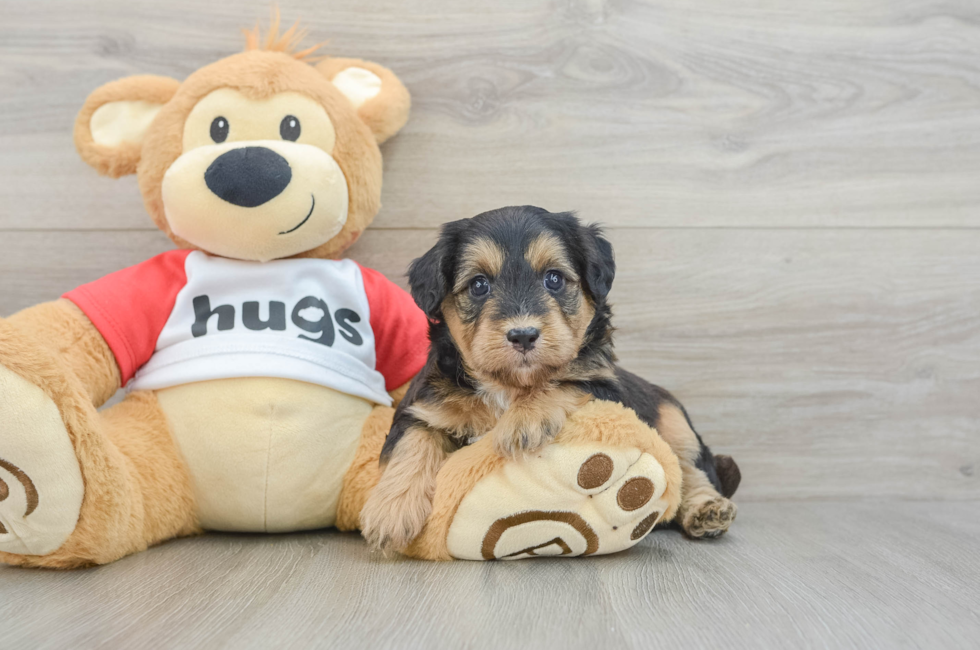 6 week old Mini Pomskydoodle Puppy For Sale - Windy City Pups