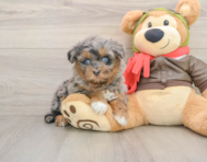 7 week old Mini Pomskydoodle Puppy For Sale - Windy City Pups