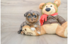 Little Mini Pomskydoodle Poodle Mix Puppy