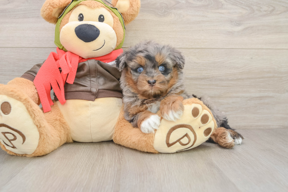 Petite Mini Pomskydoodle Poodle Mix Pup