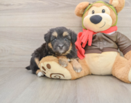 8 week old Mini Pomskydoodle Puppy For Sale - Windy City Pups