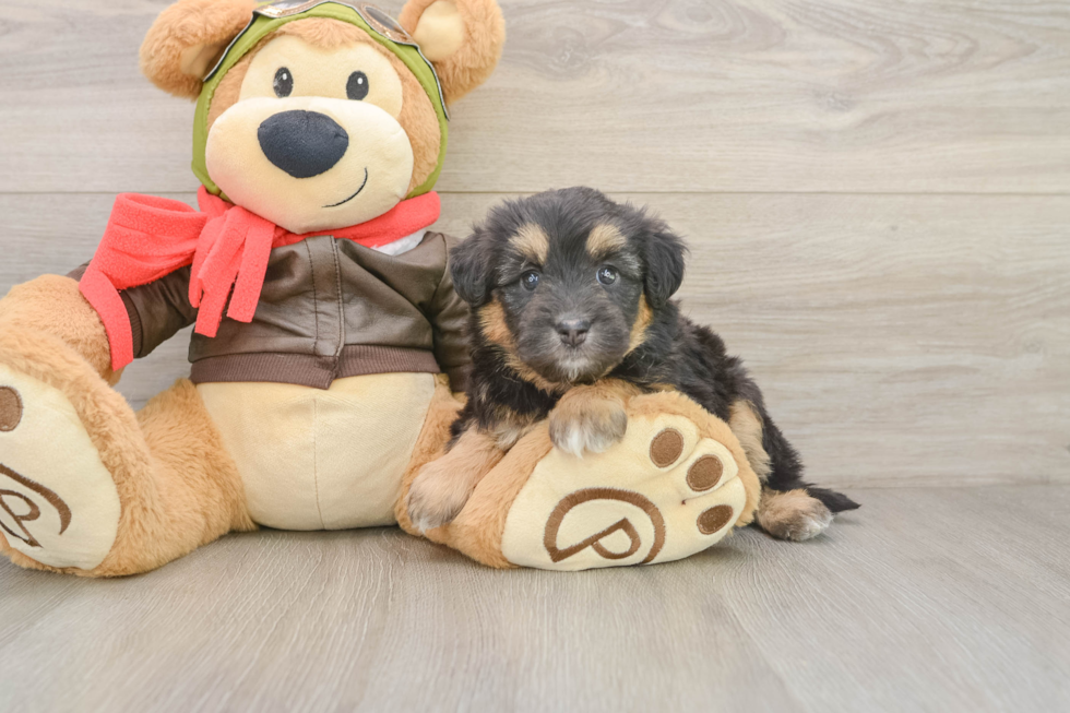 Best Mini Pomskydoodle Baby