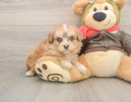 5 week old Mini Pomskydoodle Puppy For Sale - Windy City Pups