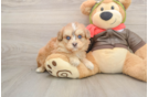 Best Mini Pomskydoodle Baby