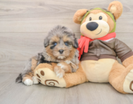 7 week old Mini Pomskydoodle Puppy For Sale - Windy City Pups