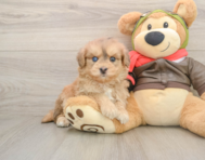 5 week old Mini Pomskydoodle Puppy For Sale - Windy City Pups