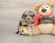 5 week old Mini Pomskydoodle Puppy For Sale - Windy City Pups