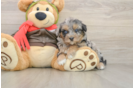 Funny Mini Pomskydoodle Poodle Mix Pup