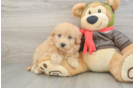 Energetic Mini Pomskydoodle Poodle Mix Puppy
