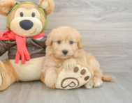 5 week old Mini Pomskydoodle Puppy For Sale - Windy City Pups