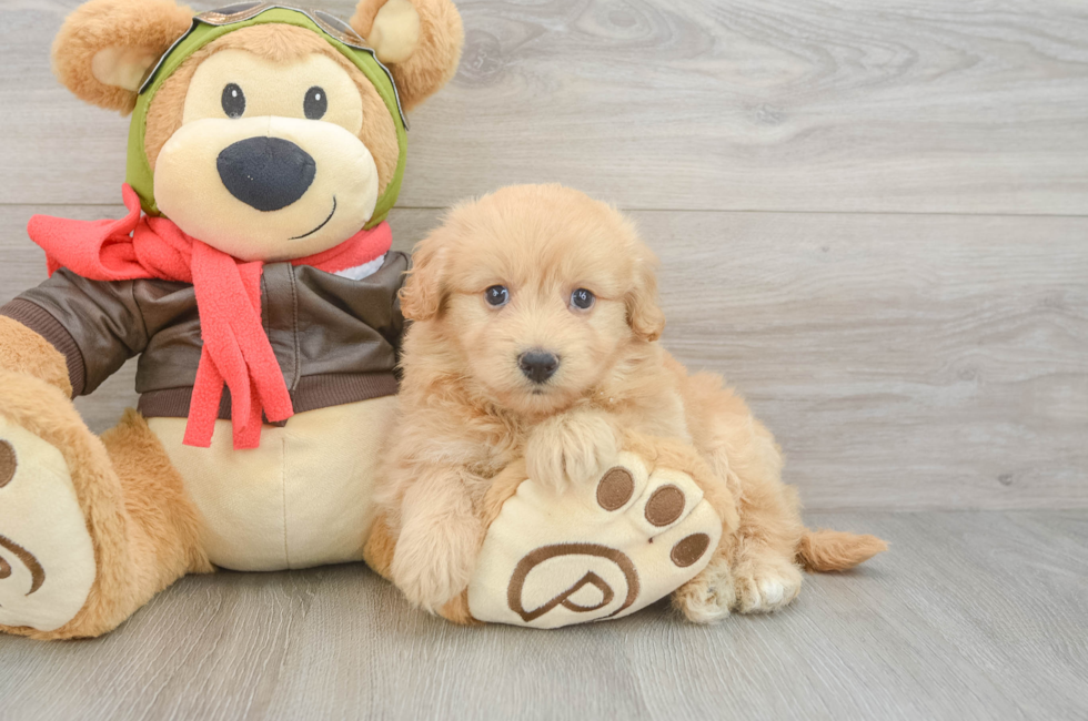 5 week old Mini Pomskydoodle Puppy For Sale - Windy City Pups