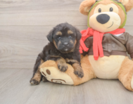 5 week old Mini Pomskydoodle Puppy For Sale - Windy City Pups
