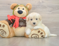 5 week old Mini Pomskydoodle Puppy For Sale - Windy City Pups